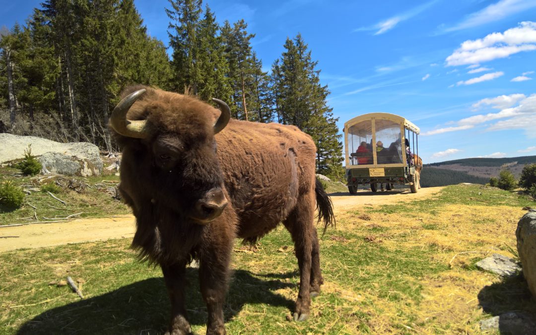 Séjour à la rencontre des loups et des Bisons